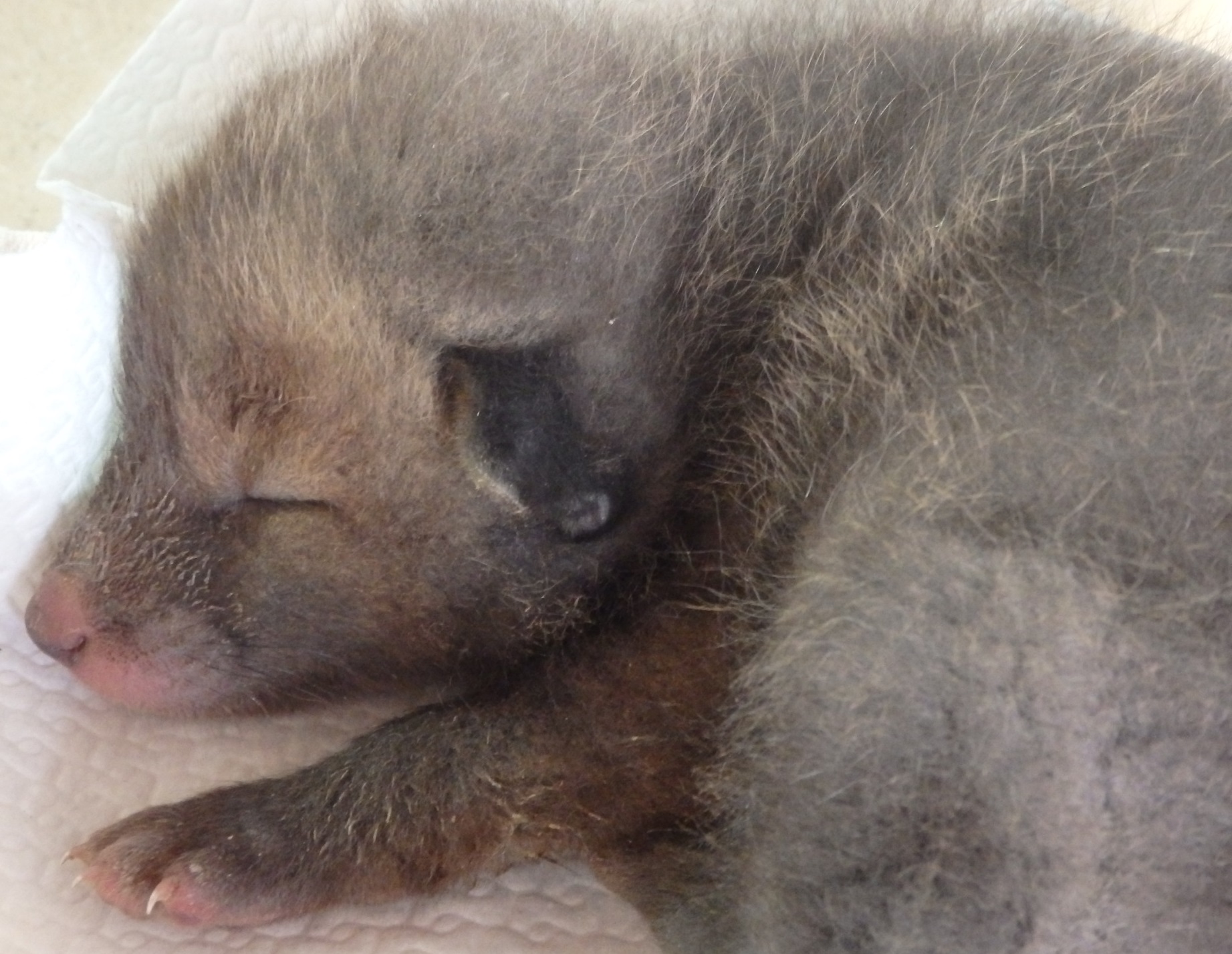 Fox cubs