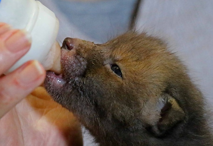 newborn fox